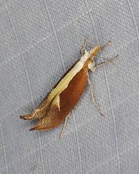 Attēlu rezultāti vaicājumam “Ypsolopha dentella”