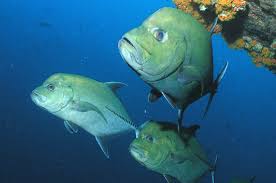 Image result for Caranx lugubris