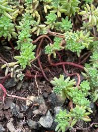 Attēlu rezultāti vaicājumam “Sedum pallidum flower”