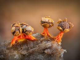 Attēlu rezultāti vaicājumam “Cribraria cancellata var. fusca macro”