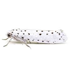 Attēlu rezultāti vaicājumam “Yponomeuta malinellus / cagnagella”