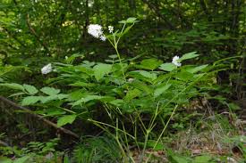 Image result for Christophskraut