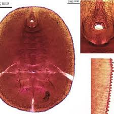 Attēlu rezultāti vaicājumam “Aleurochiton aceris”