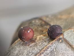 Attēlu rezultāti vaicājumam “Stemonitopsis typhina var. similis spores”