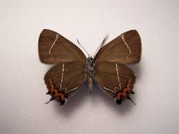 Attēlu rezultāti vaicājumam “Satyrium w-album”