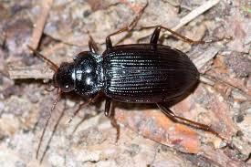 Attēlu rezultāti vaicājumam “Nebria brevicollis”