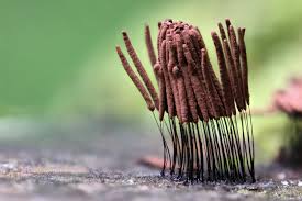 Attēlu rezultāti vaicājumam “Stemonitis axifera var. smithii spores”