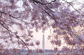 Image result for "cherry blossom" washington