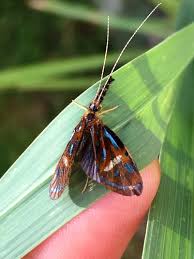 Attēlu rezultāti vaicājumam “Oecetis ochracea”