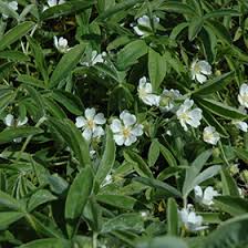 Attēlu rezultāti vaicājumam “Potentilla alba”