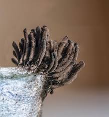 Attēlu rezultāti vaicājumam “Stemonitis marjana stalked”