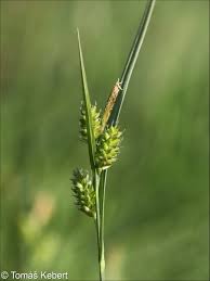 Attēlu rezultāti vaicājumam “Carex pallescens”