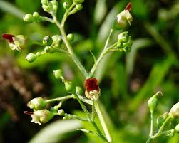Attēlu rezultāti vaicājumam “Scrophularia nodosa flower”
