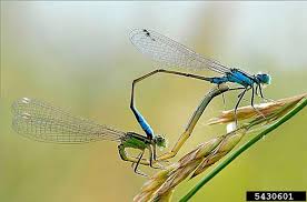 Attēlu rezultāti vaicājumam “Calopterygidae”