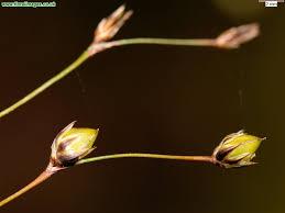 Attēlu rezultāti vaicājumam “Luzula pilosa bud”