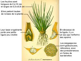 Attēlu rezultāti vaicājumam “Isoetes lacustris”