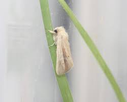 Attēlu rezultāti vaicājumam “Pyralididae”