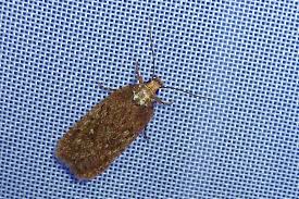 Attēlu rezultāti vaicājumam “Depressaria olerella”