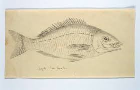 Image result for Lithognathus lithognathus