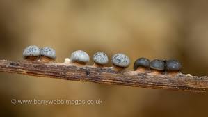 Attēlu rezultāti vaicājumam “Physarum cf. diderma macro”