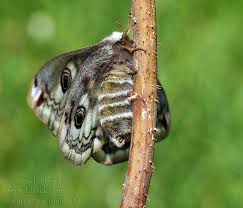 Attēlu rezultāti vaicājumam “Saturnia pavonia female”