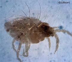 Attēlu rezultāti vaicājumam “Panonychus”