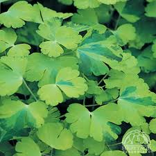 Attēlu rezultāti vaicājumam “Aquilegia vulgaris leaf”