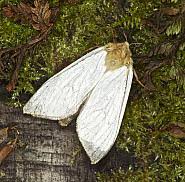 Attēlu rezultāti vaicājumam “Hepialus humuli”