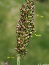 Attēlu rezultāti vaicājumam “Echinochloa crus-galli”