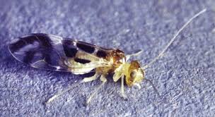 Attēlu rezultāti vaicājumam “Psocoptera”