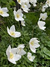 Attēlu rezultāti vaicājumam “Anemone sylvestris leaf”