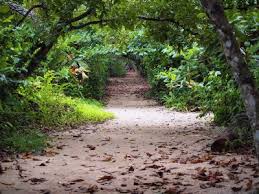 Image result for cahuita costa rica