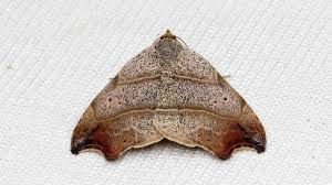 Attēlu rezultāti vaicājumam “Laspeyria flexula”