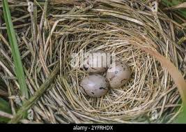 Attēlu rezultāti vaicājumam “Emberiza schoeniclus eggs”