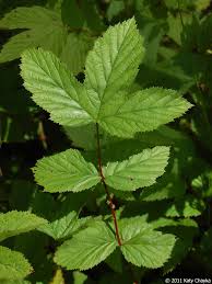 Attēlu rezultāti vaicājumam “Filipendula ulmaria”