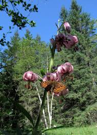 Attēlu rezultāti vaicājumam “Boloria titania upperside”