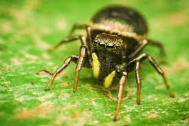 Attēlu rezultāti vaicājumam “Heliophanus sp.”