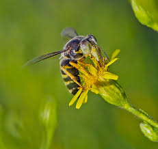 Attēlu rezultāti vaicājumam “Bembix rostrata”