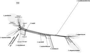 Attēlu rezultāti vaicājumam “Isothecium alopecuroides sporophyte”