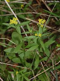 Attēlu rezultāti vaicājumam “Erysimum cheiranthoides flower”