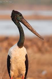 Attēlu rezultāti vaicājumam “Ciconiiformes”