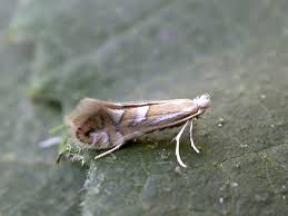 Attēlu rezultāti vaicājumam “Phyllonorycter sp.”