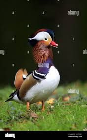 Attēlu rezultāti vaicājumam “Aix galericulata male”