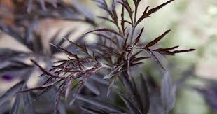 Attēlu rezultāti vaicājumam “Sambucus nigra leaf”