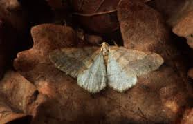 Attēlu rezultāti vaicājumam “Agriopis marginaria”