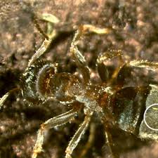 Attēlu rezultāti vaicājumam “Aulacomnium androgynum sporophyte”