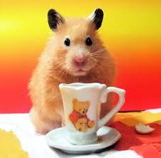 Image result for хомяк