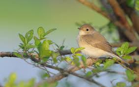 Image result for Ficedula albicilla