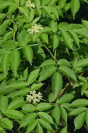 Attēlu rezultāti vaicājumam “Sambucus”
