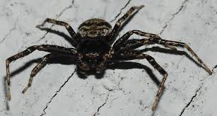 Attēlu rezultāti vaicājumam “Thomisidae”